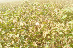 同舟雜棉6號 同舟雜棉6號