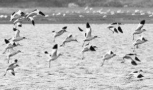 安徽升金湖國家級自然保護區