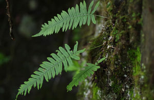 水龍骨科 水龍骨科
