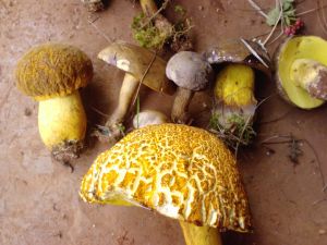 轉長河村 轉長河村