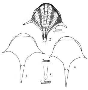 厚唇螺 Diacria trispinosa1.不同個體腹面觀；2-4.不同個體背面觀；5.殼頂端部位
