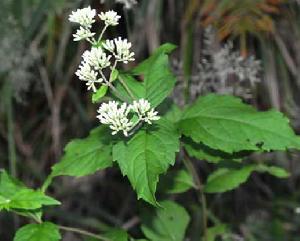 廣東土牛膝 廣東土牛膝