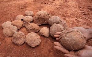 贛州南康市博物館 恐龍化石圖片