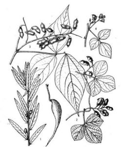 中華鹿藿 中華鹿藿