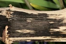 鹽色串孢 鹽色串孢