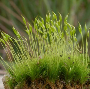 圓葉異毛蘚 圓葉異毛蘚