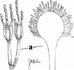 灰紫毛霉 灰紫毛霉