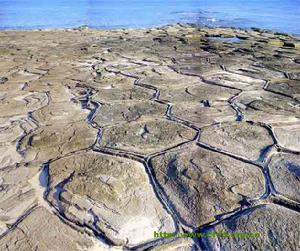 （上圖）琉球姑米山（古米山、久米島）奧武島東海岸龜甲羅紋石圖，直徑１米左右，1000餘塊，全長約250米，幅寬約250米，為安山岩質溶岩。此處自然景觀，頗似姑米山生存的山龜即 鼊背甲之狀。