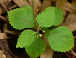 水龍膽草 水龍膽草