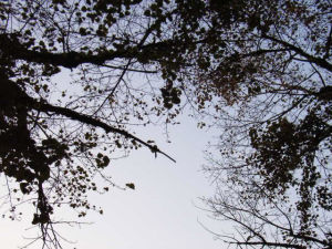 標而本之 標而本之