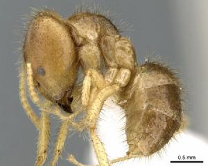 擬毛蟻屬 擬毛蟻屬