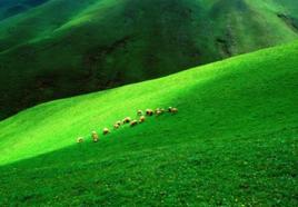 萬畝草山 萬畝草山