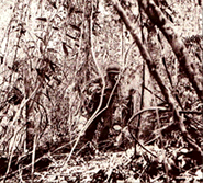 瓜達爾卡納爾島爭奪戰