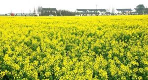 莊行鄉村旅遊景區 莊行鄉村旅遊景區