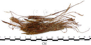 球蒴金髮蘚 球蒴金髮蘚