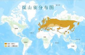 煤山雀分布圖