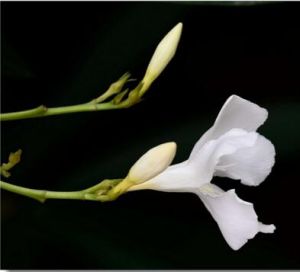 夾竹桃花 夾竹桃花