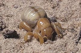 丁狗怪螽 丁狗怪螽