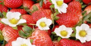 農興農場草莓採摘 農興農場草莓採摘