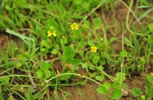 小掌葉毛茛 小掌葉毛茛