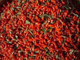 青海枸杞 青海枸杞