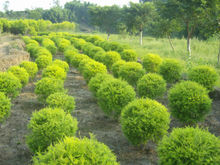 沿海的紅樹林培育基地