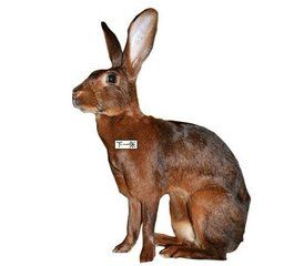 比利時野兔