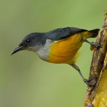 橙腹啄花鳥組圖