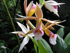 鶴頂蘭[天門冬目蘭科植物]