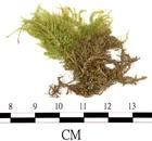 勃氏青蘚 勃氏青蘚