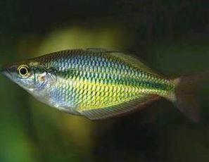 薄唇虹銀漢魚 薄唇虹銀漢魚