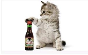 新奇喵喵 新奇喵喵