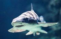 半帶皺唇鯊 半帶皺唇鯊