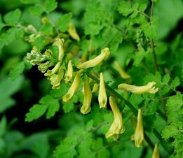 北越紫堇 北越紫堇