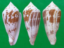 大頭芋螺 大頭芋螺