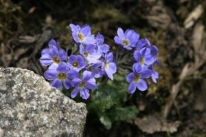 苣葉鼠尾 苣葉鼠尾