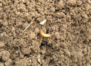 黃麻金針蟲 黃麻金針蟲