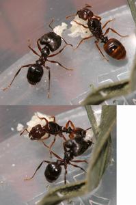 （圖）寬結大頭蟻