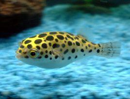 金娃娃[海江洄游性的溫水性底棲魚類]