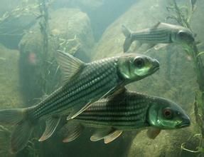 朱林氏原䰾 朱林氏原䰾