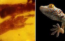 1億年前琥珀中驚現最古老的壁虎化石