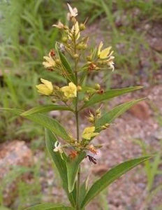 黃連花亞屬 黃連花亞屬