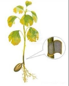 銀杏莖腐病 銀杏莖腐病