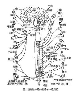植物神經系統