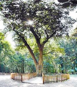 新郎樹承載著人們的幸福的渴望