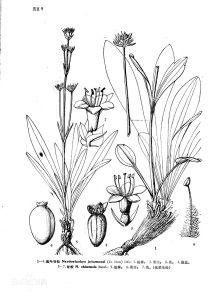 匙葉甘松 匙葉甘松