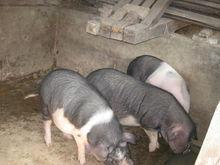 梅花豬形態圖片