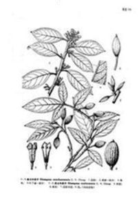 南川牛奶子 南川牛奶子