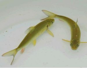 泰山赤嶙魚 泰山赤嶙魚