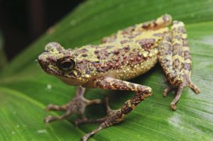 婆羅洲彩虹蟾蜍 婆羅洲彩虹蟾蜍